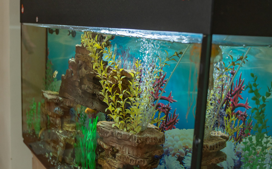 Пансионат «Клён Парк»